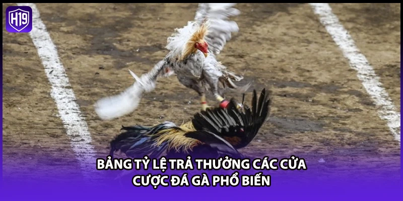 Đá Gà H19 - Xem Trực Tiếp Đá Gà Thomo Gay Cấn Nhất 2026 - Luckyzuno89
