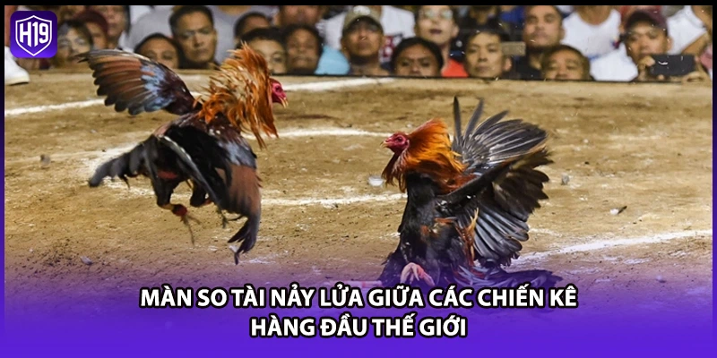 Đá Gà Cựa Dao - Giải Trí Cá Cược Thắng Lớn Tại Nhà Cái H19 - Luckyzuno89