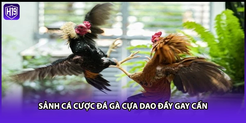Đá Gà Cựa Dao - Giải Trí Cá Cược Thắng Lớn Tại Nhà Cái H19 - Luckyzuno89