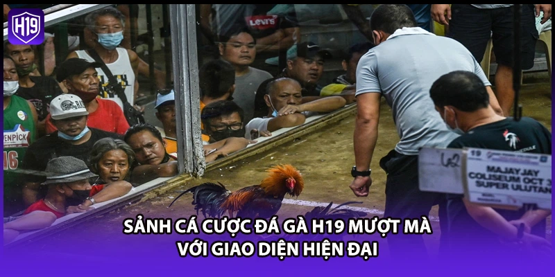 Đá Gà H19 - Xem Trực Tiếp Đá Gà Thomo Gay Cấn Nhất 2026 - Luckyzuno89